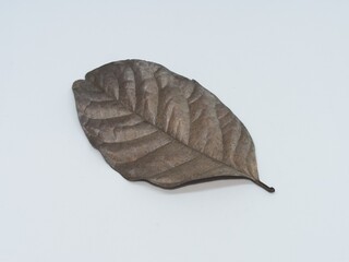 Brown leaf on white background