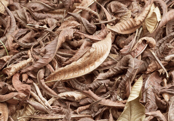 Dry leaves in the tropical forest . Brown abstract background.