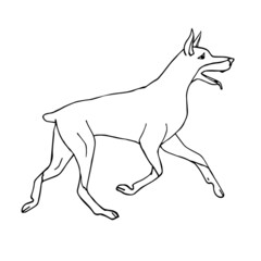 Vector hand drawn doodle sketch running doberman dog isolated on white background