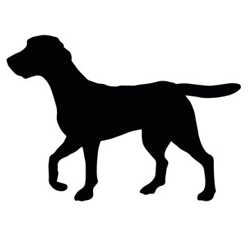 Vector hand drawn beagle dog silhouette isolated on white background