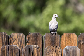 One grey dove sits on a fence top and watches