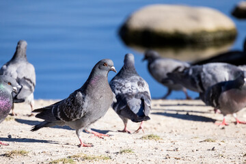 Pigeon struts through a crowd of birds at a park