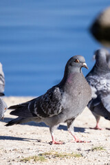 Single pigeon glares menacingly with eyes half closed