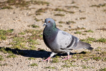 Green and purple pigeon walks though a grassy graveled area