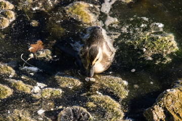 Young duckling wanders about snacking in a slimy pond
