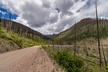 Fototapeta na wymiar Road Through A Rocky Mountain Forest Destroyed By Wild Fire