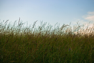 Obraz na płótnie Canvas sky and field with grass