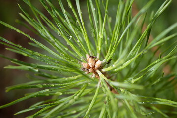 Naklejka na ściany i meble Green branch of pine in drops with are crawling ants