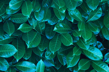 Selective focus of green leaves of Prunus laurocerasus in the garden, Cherry laurel is an evergreen species of cherry, Nature floral pattern background.