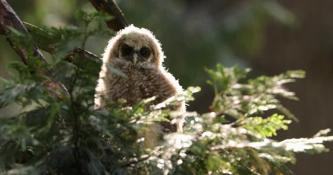 An owl chick watches curiously from a tree in the Sierra Nevadas.