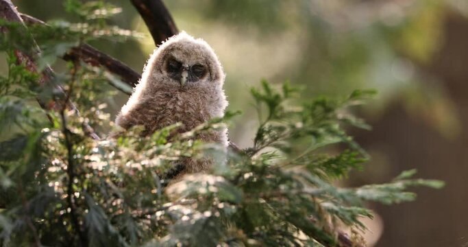 An owl chick watches curiously from a tree in the Sierra Nevadas.