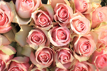 Obraz na płótnie Canvas Pale pink roses in bridal arrangement