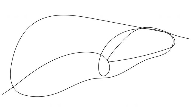 4k animation of a human liver contour on a white background. Stock video for presentation about alcohol addiction. Self-drawing liver with alpha channel.