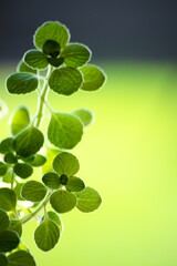 新緑の季節、輝くアロマティカス