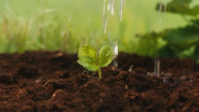 Watering seedling of strawberries in the ground close-up, drops of water falling on young plant in earth, irrigation of growing green little sprout in garden. Eco-friendly agriculture.