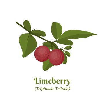 Vector illustration, fresh limeberry (Triphasia trifolia) with leaves, isolated on white background.