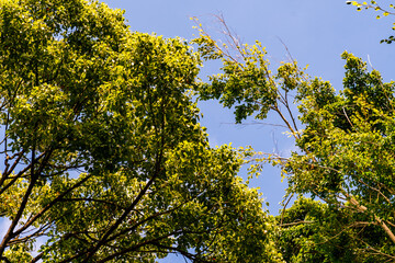 Árboles con nubes y cielo de fondo