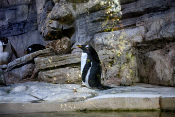 Some penguins on background of rocks in summer.