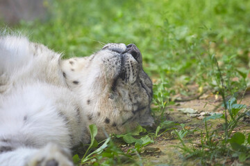 Beautiful snow leopard having a siesta in the zoo. - obrazy, fototapety, plakaty