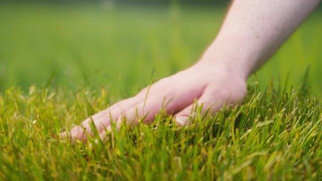 Touching Fresh Green Grass With Hand. Human Hands Touch Leaves Of Plants In Garden. Farmer Palm Stroking Cut Lawn Close-up.