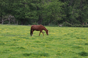 horse in the meadow