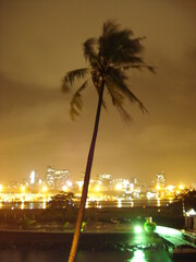 trees at night