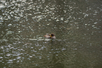 Pato en los Lago de Palermo