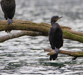 Aves en los Lago de Palermo