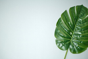 Monstera Leaves