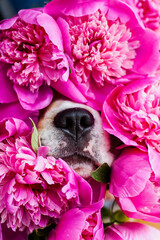 dog with flowers