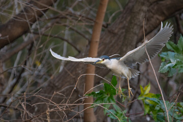 Aves en los Lago de Palermo