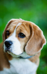 beagle dog portrait