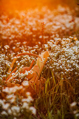 orange lichen on a rock