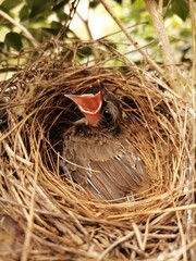 robin in nest