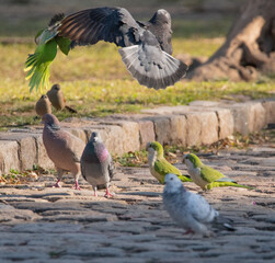 Paloma y Cotorra peleando en el aire