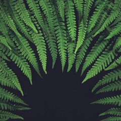 Frame of fern leaves on black background