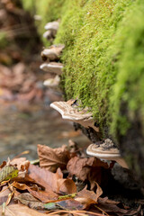 Selective focus of a mushroom on a log covered with moss