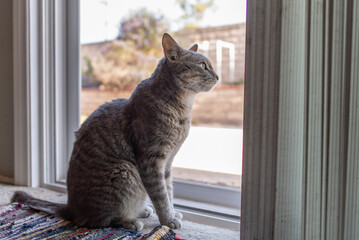Grey stripped Tabby cat patiently waiting at screen door while looking out into the backyard.