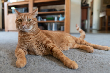 Orange stripped Tabby cat resting at home on carpet with furry paws stretched out in front of his body.