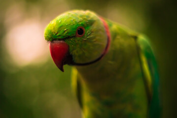 close up of a parrot