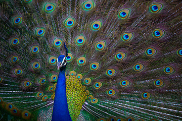 Obraz premium Indian Peacock, closeup, peacock head, peacock feathers, dancing, close up, close up of peacock