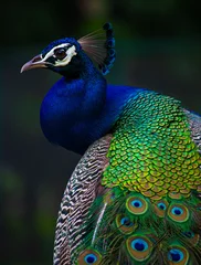  Indian Peacock, closeup, peacock head, peacock feathers, dancing, close up, close up of peacock © Raj