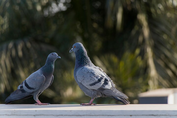 Love Pigeon, love birds
