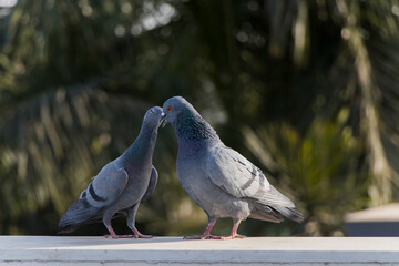 Love Pigeon, love birds