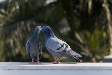 Love Pigeon, love birds