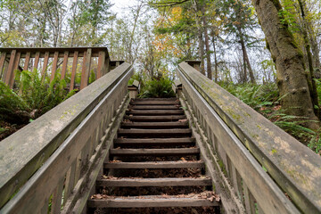 Fototapeta na wymiar Staircase in the middle of a forest in Tacoma, Washington