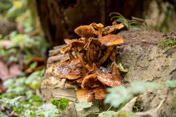 Selective focus of a wild yellow mushrooms on a tree trunk
