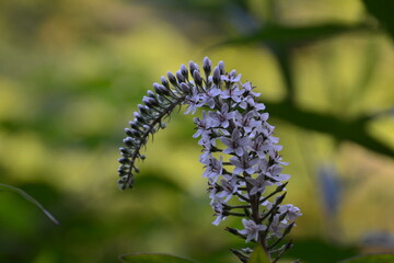 野の花