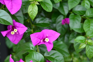 ブーゲンビリアの花