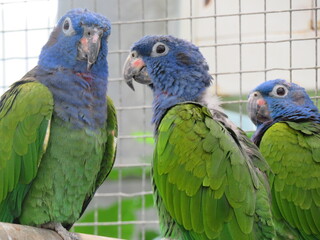 アケボノインコ